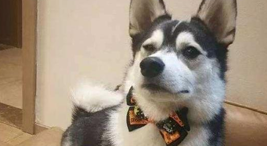 火锅串串比不上品种狗?可客观事实并不是这样,前面一种不但身体素质更强,长相也变化多端