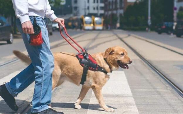 一只导盲犬成本高达22万,还需要保姆伺候:是谁把它们吹成神犬?