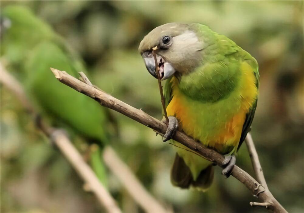 塞内加尔鹦鹉身份信息