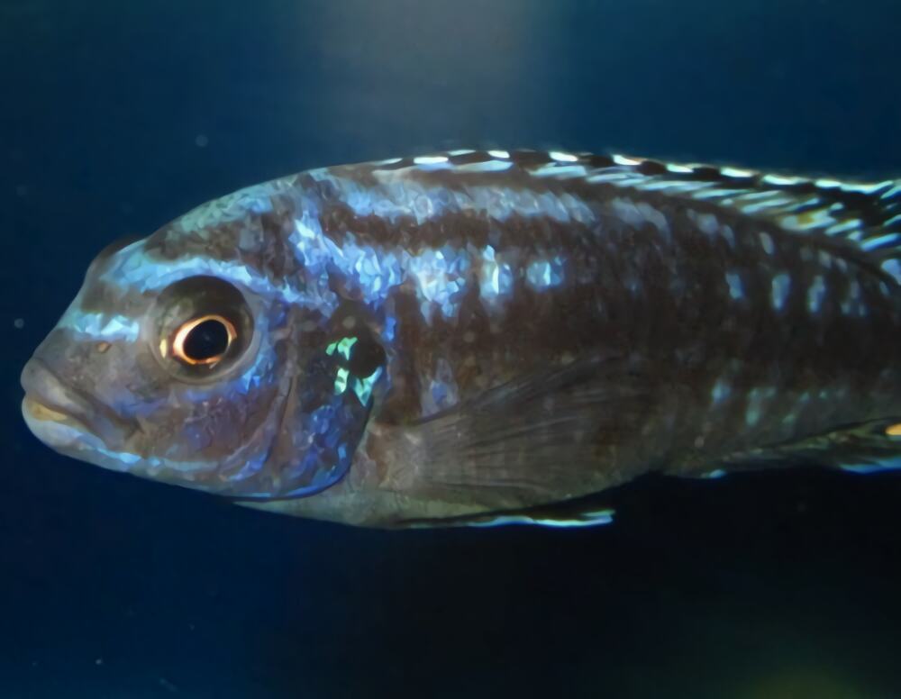 闪电王子鱼身份信息