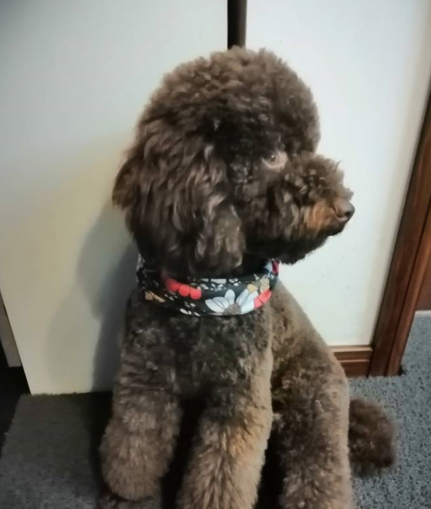 为可爱的泰迪犬拍个照片，没有一张是好好看镜头的，一点也不配合