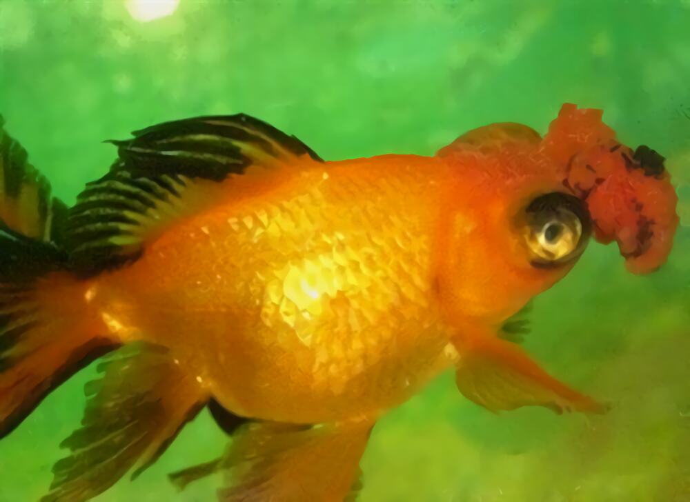 铁包金文鱼球身份信息