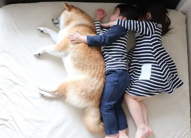 超萌，日本一只柴犬喜欢陪两个小主人睡觉，各种睡姿太温馨了