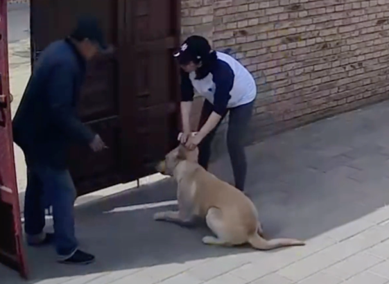 狗狗摇尾巴欢迎来客,没想到还没反应过来呢,就被对方打了疫苗!