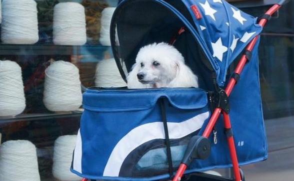 流浪老犬上门乞讨,面对食物不敢接受:我真的可以吃吗?