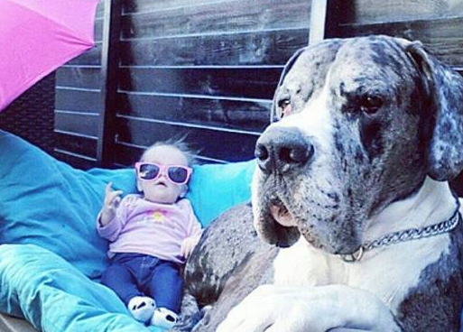 大丹犬主动担任宝宝的“保姆”,时刻贴心陪伴左右