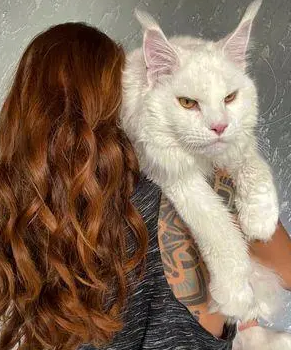 俄罗斯网友晒自家猫猫,却因体型巨大,被误认为是一只狗