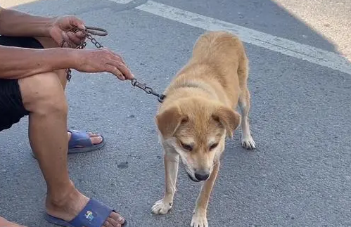 广西灵山一疯狗咬伤多人 警方:已击毙 正在寻找犬主