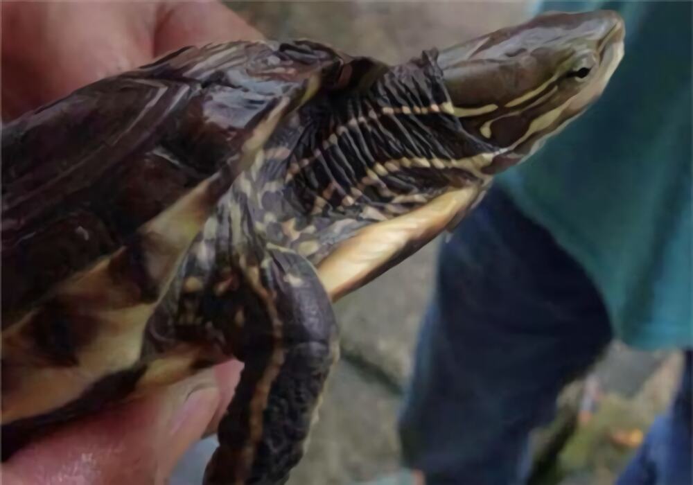 云南闭壳龟身份信息