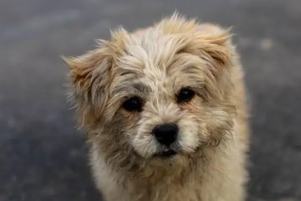 为什么有的流浪狗会主动跟着人回家？