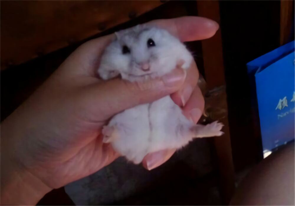 银狐仓鼠身份信息