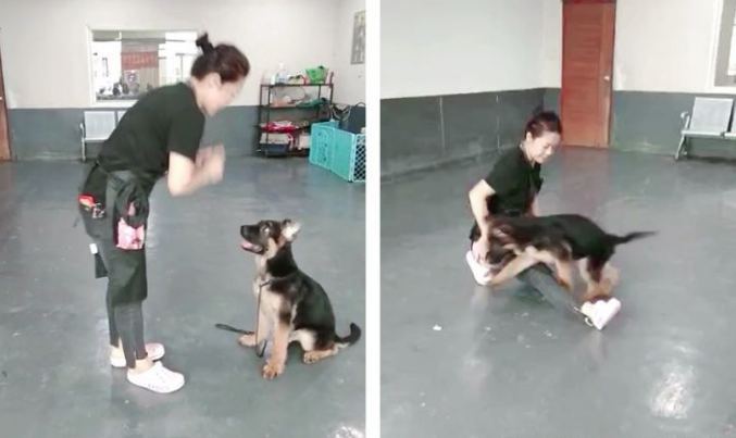 德牧犬乱大小便怎么办?广州正规训犬基地45天训练狗狗学会定点排便