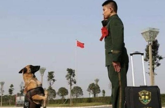 中华土狗为啥不能做军犬,听完兵哥哥的解释,网友:确实不敢用!