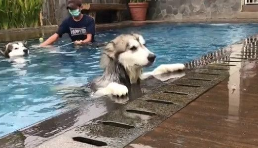 雪橇犬准备进行游泳特训 高举双手投降求饶