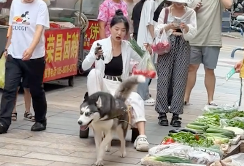 自制狗拉车,让哈士奇去买菜!二哈:这个家没我早散了