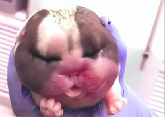 大夫给哈士奇接产,主人家见到刚出生的小狗有点儿懵:它是狗還是猪?