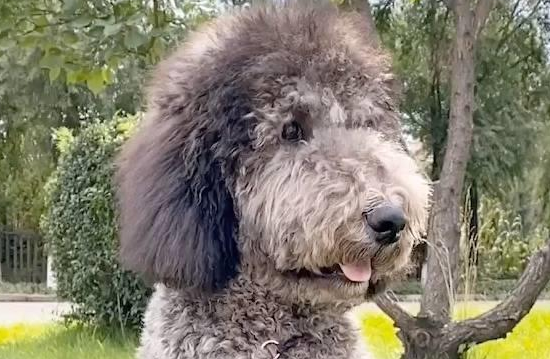 为何“巨型贵宾犬”无人问津?网友:第一点太真实了
