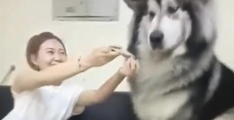 女主人味儿太臭，就是要狗狗闻一闻，結果一瞬间难堪了！