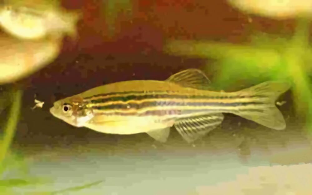 大斑马鱼身份信息