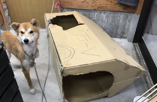 狗狗两次被遗弃,医生领养一年后,明白了原因