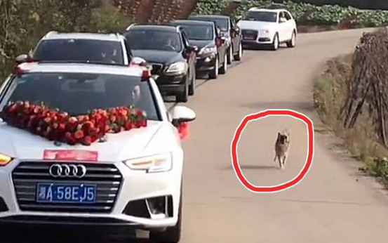 女子嫁人,家狗紧追婚车10多公里送亲