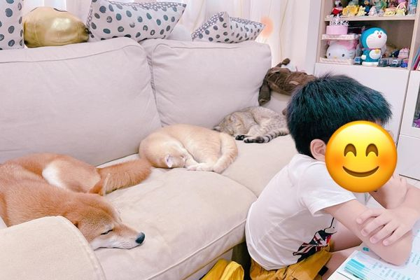 小主人在家上网课,猫狗在身后睡成一片:这声儿催眠