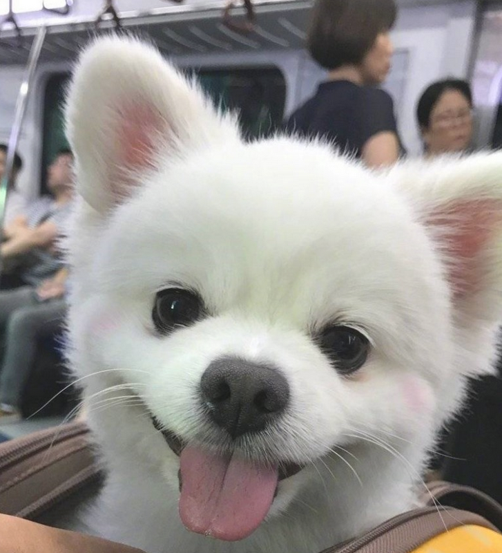 狗狗刚睡醒,发觉大家在看它,立刻露出笑容样子!