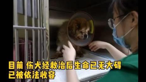 狗狗因年老被弃路边还被车撞,主人:狗老了不想养