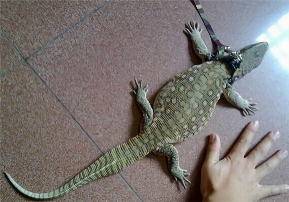 平原巨蜥身份信息