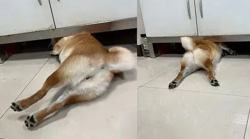 柴犬主遭遇尴尬!网购狗狗衣服竟被误认为情趣内衣,同事羡慕不已!