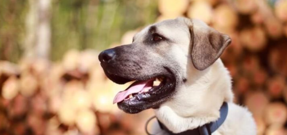 外表凶悍内心温柔，土耳其国宝坎高犬Kangal