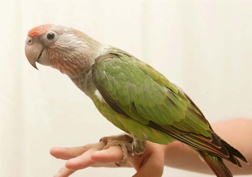 海角鹦鹉身份信息