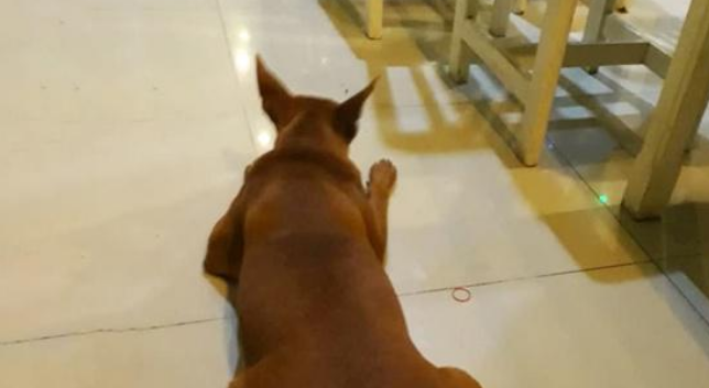 混迹在餐馆中的流浪狗,吃得比家犬还胖,只因遇到一个好老板
