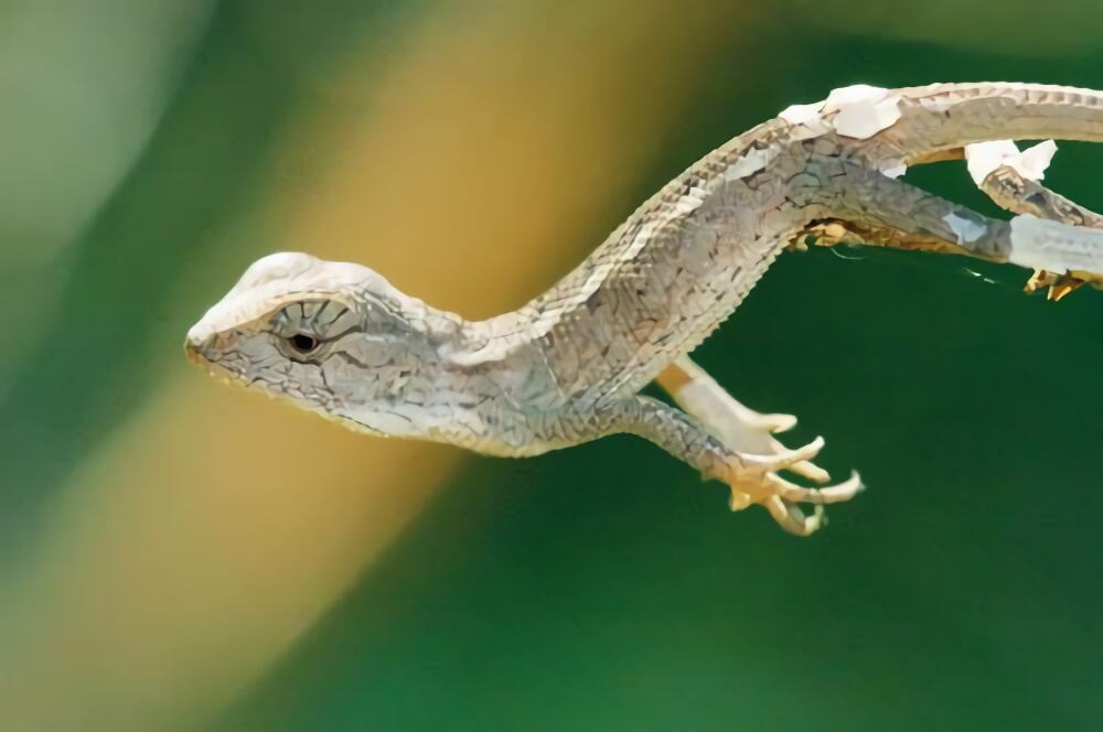 变色树蜥身份信息