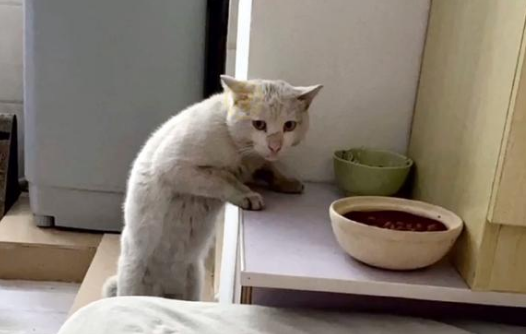 偷吃狗粮的流浪猫,卑微的眼神看着心疼,被救后连吃饭都小心翼翼