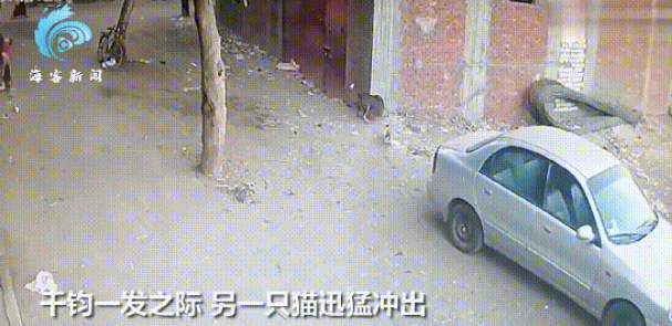 肝胆相照:男孩为救猫向狗扔石头反被扑倒,猫咪马上飞奔打狗