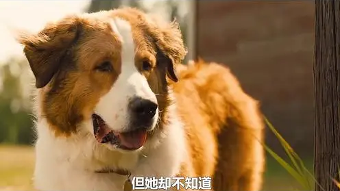 养狗狗的真实命运 | 一只狗轮回了五生五世,只为告诉你养狗请慎重