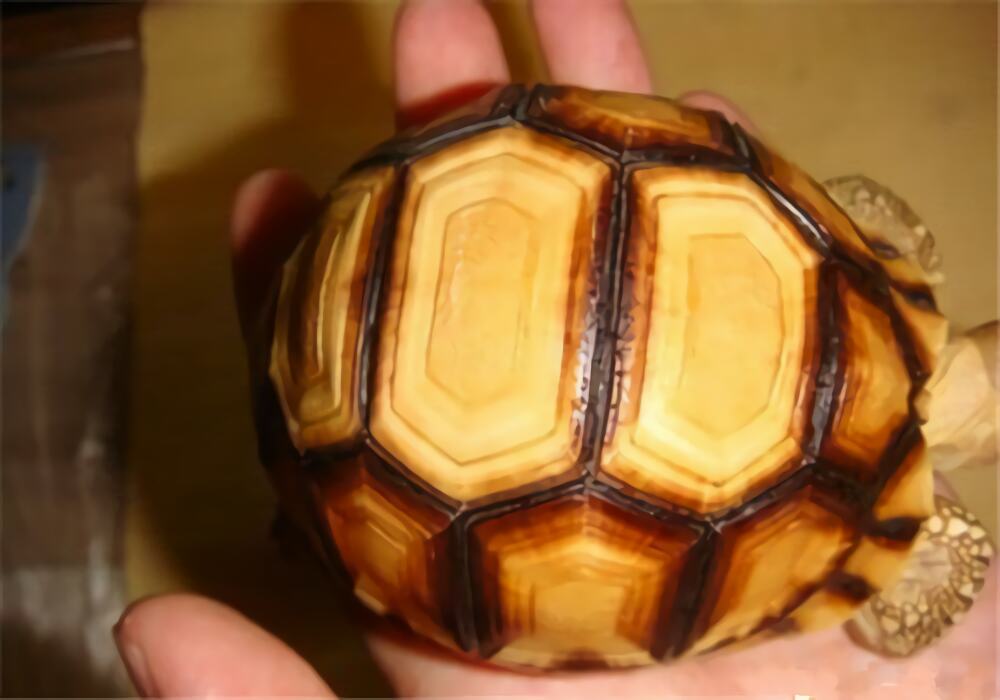 安哥洛卡陆龟身份信息