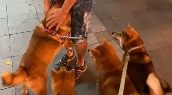 全场最大却是最怂狗狗，害怕钻到主人裤裆下