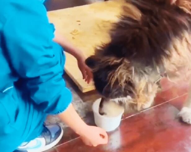 被主人抛弃的阿拉斯加犬,生命永远停在了3岁