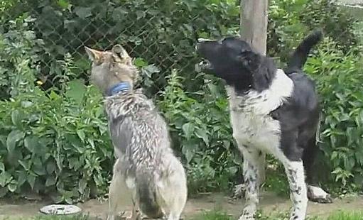 狗王带一群猛犬PK老野狼 结果反倒被治得服服帖帖