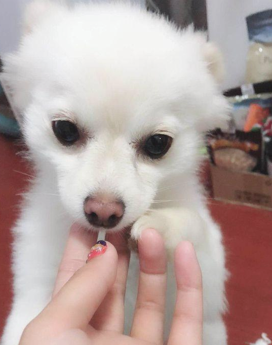 女生带著捡到的流浪犬上街,没想到风流倜傥,这下抱都抱不回家