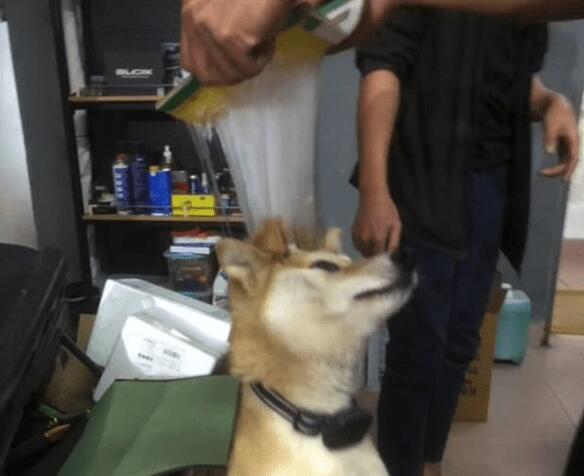 狗狗遇到粘鼠板了,把强力胶拉得老长都取不下来,最终剃变成秃头