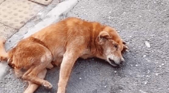 老人养的老狗出车祸,狗狗:为了你,我愿意坚持下去
