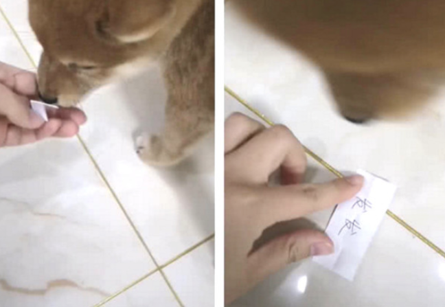 主人让土狗自己挑选姓名,见到它的挑选后立即笑喷了