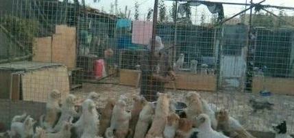 爱的传递、被救的小土狗又勇敢的去救助其他狗狗!!