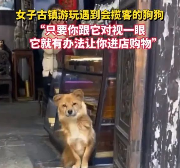 女子古镇游玩遇到会揽客的狗狗 不停“招呼”她进店