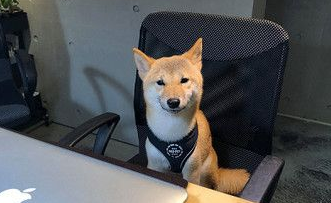 雪花随风飘柴犬在奔跑 柴犬的超夸张掉毛程度