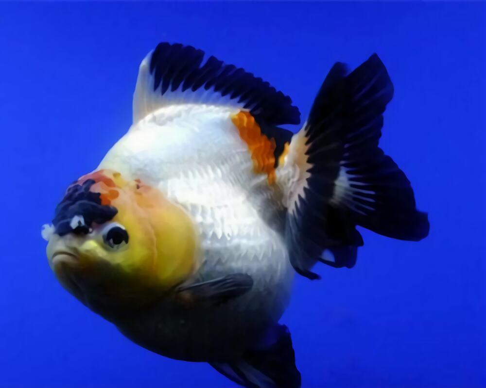 铁包金文鱼球身份信息