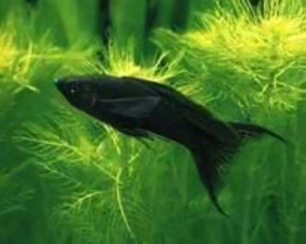 摩利鱼身份信息